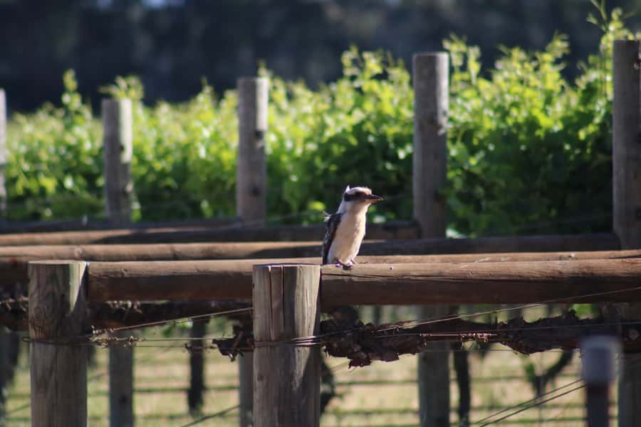 Half day Wine and Sights Discovery Tour Busselton - Who should book this afternoon out