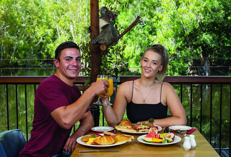 Hartley's Crocodile Adventures: Hartley's Koala Breakfast - The 9:00am koala meeting