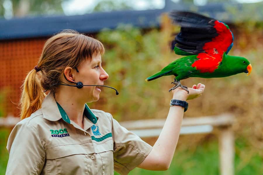 Healesville Sanctuary: General Admission Ticket - What the experience is like for families