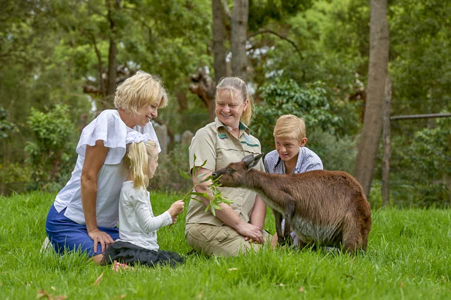 Healesville Sanctuary: General Admission Ticket - Why Healesville feels different from a standard zoo
