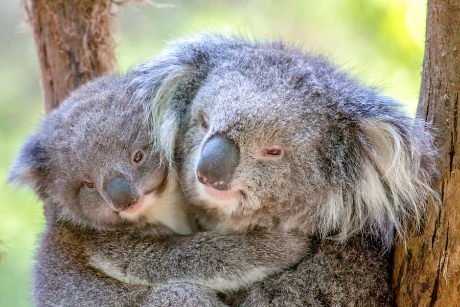 Healesville Sanctuary: General Admission Ticket - Make time for platypus, dingoes, wombats and emus