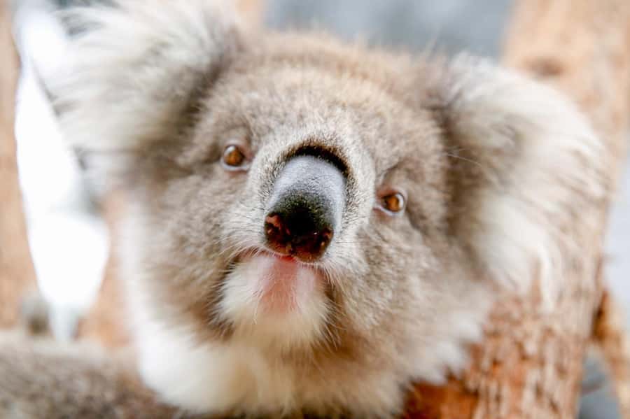 Healesville Sanctuary: General Admission Ticket - Do not miss Spirits of the Sky