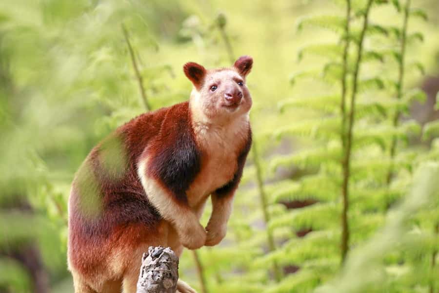 Healesville Sanctuary: General Admission Ticket - The Australian Wildlife Health Centre adds purpose