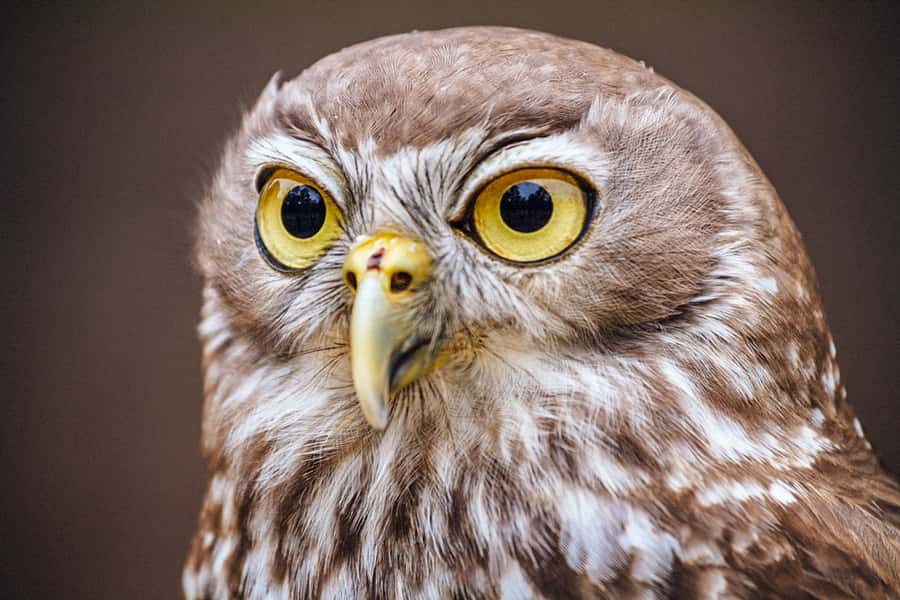 Healesville Sanctuary: General Admission Ticket - Getting there from Melbourne