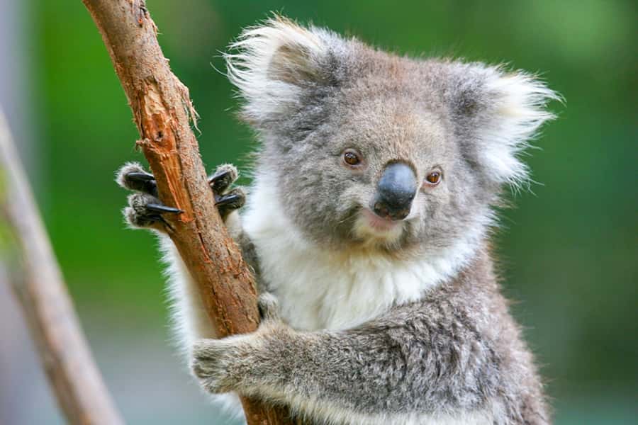 Healesville Sanctuary: General Admission Ticket - How to plan your day inside the sanctuary