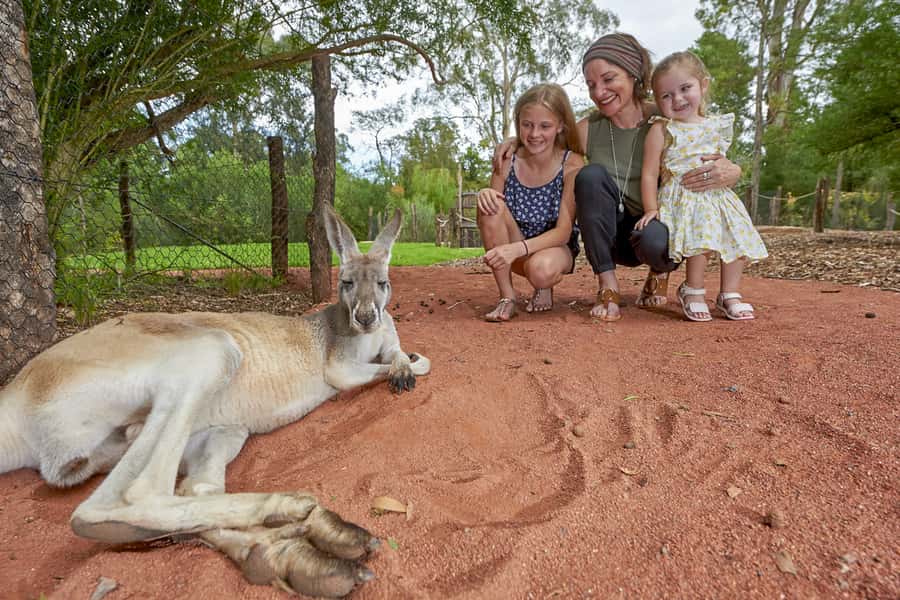 Healesville Sanctuary: General Admission Ticket - Start with Koala Forest and Kangaroo Country