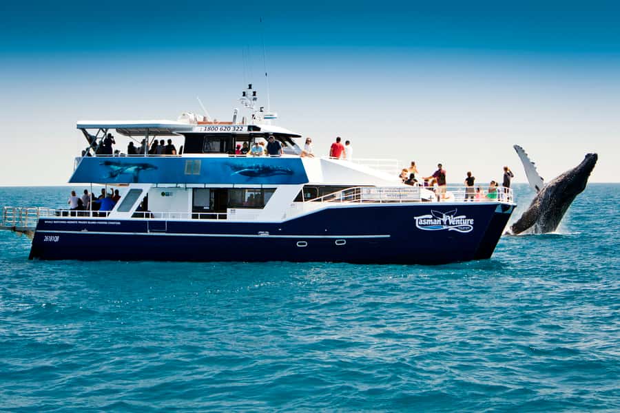 Hervey Bay 4-Hour Whale Watch Encounter - Key points to know before you book