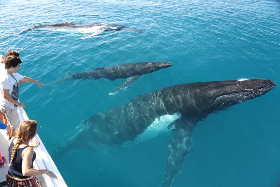Hervey Bay 4-Hour Whale Watch Encounter - Weather, clothing, and seasickness