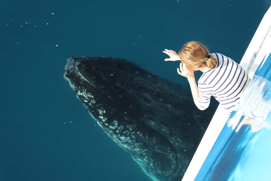 Hervey Bay 4-Hour Whale Watch Encounter - Why Hervey Bay is a strong place for whale watching