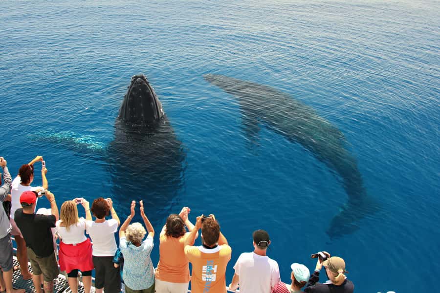Hervey Bay 4-Hour Whale Watch Encounter - Boarding the 20-meter Tasman Venture catamaran