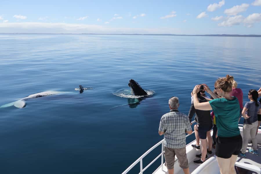 Hervey Bay 4-Hour Whale Watch Encounter - Four hours among humpbacks near K’gari