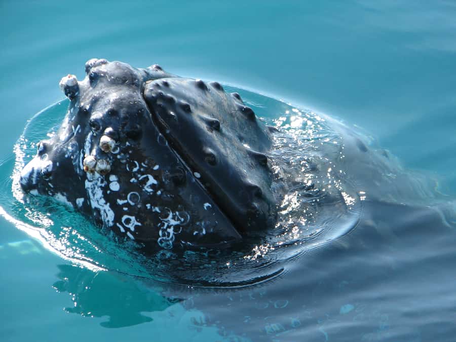 Hervey Bay 4-Hour Whale Watch Encounter - Commentary from Vicky, Rachel, and the crew