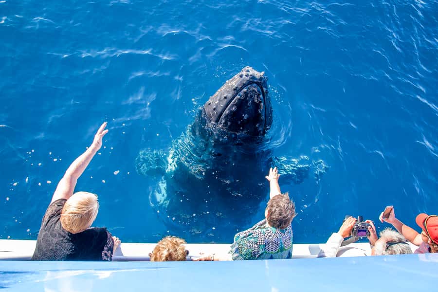 Hervey Bay 4-Hour Whale Watch Encounter - Morning tea, afternoon tea, and the antipasti platter