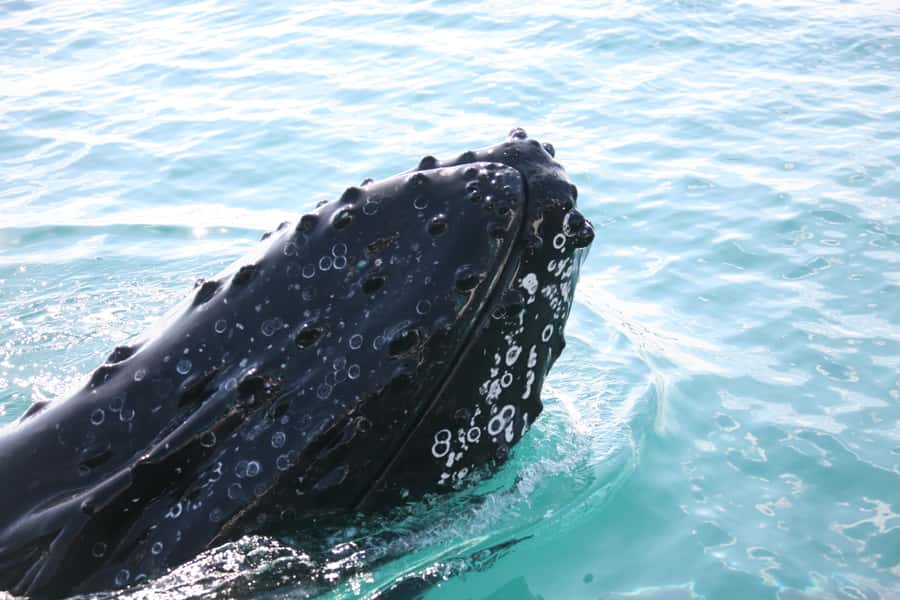 Hervey Bay 4-Hour Whale Watch Encounter - The real value of the $109 price