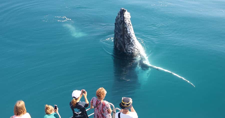 Hervey Bay 4-Hour Whale Watch Encounter - The 45-minute ride from your accommodation to the marina