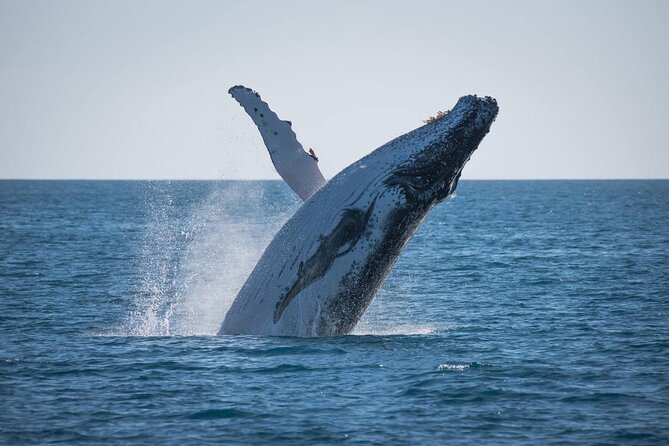 Hervey Bay: Best Value Half Day Whale Watching Cruise - Boarding at Great Sandy Straits Marina