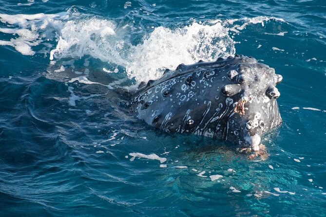 Hervey Bay: Best Value Half Day Whale Watching Cruise - Quick Cat II and the four viewing decks