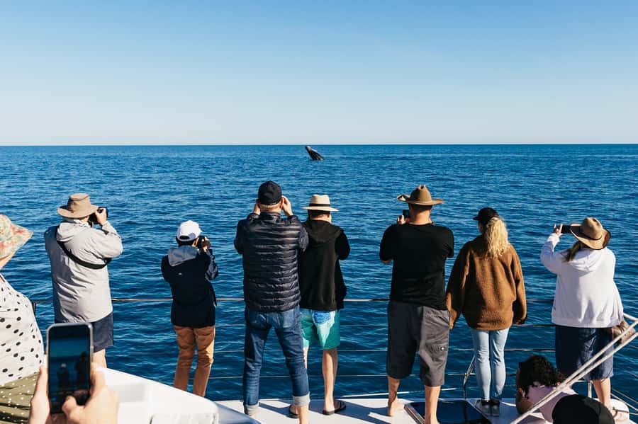 Hervey Bay: Exclusive Whale Watch Encounter - Key points at a glance
