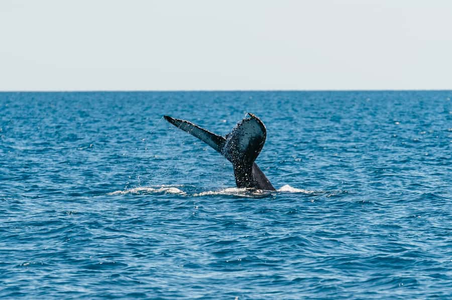 Hervey Bay: Exclusive Whale Watch Encounter - Watching whales from a small sailing vessel