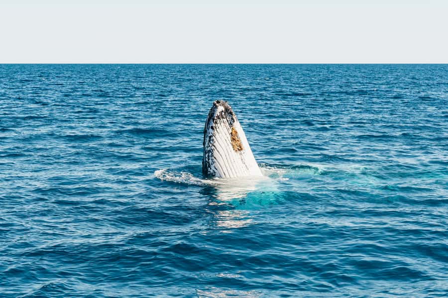 Hervey Bay: Exclusive Whale Watch Encounter - Lunch, snacks, and a long day afloat