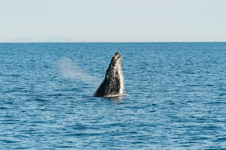 Hervey Bay: Exclusive Whale Watch Encounter - How the $138 price works out