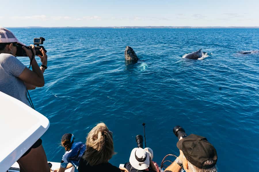 Hervey Bay: Exclusive Whale Watch Encounter - Peter Lynch sets the tone on the water