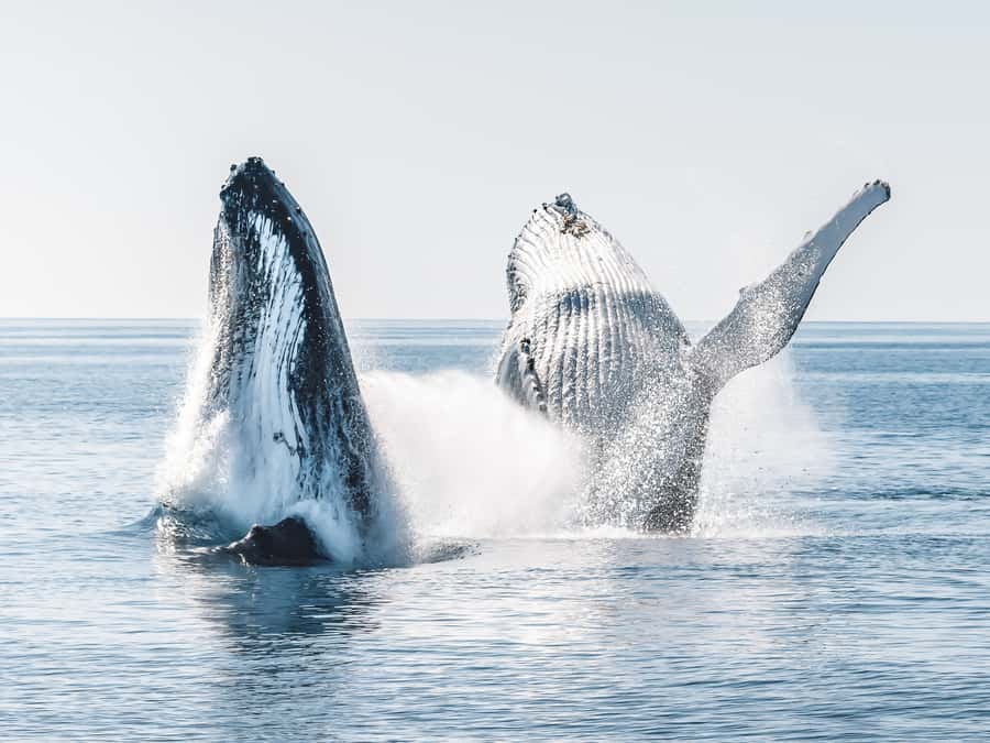 Hervey Bay: Half-Day Whale and Island Adventure by Boat - Wipe Out makes the ride part of the attraction