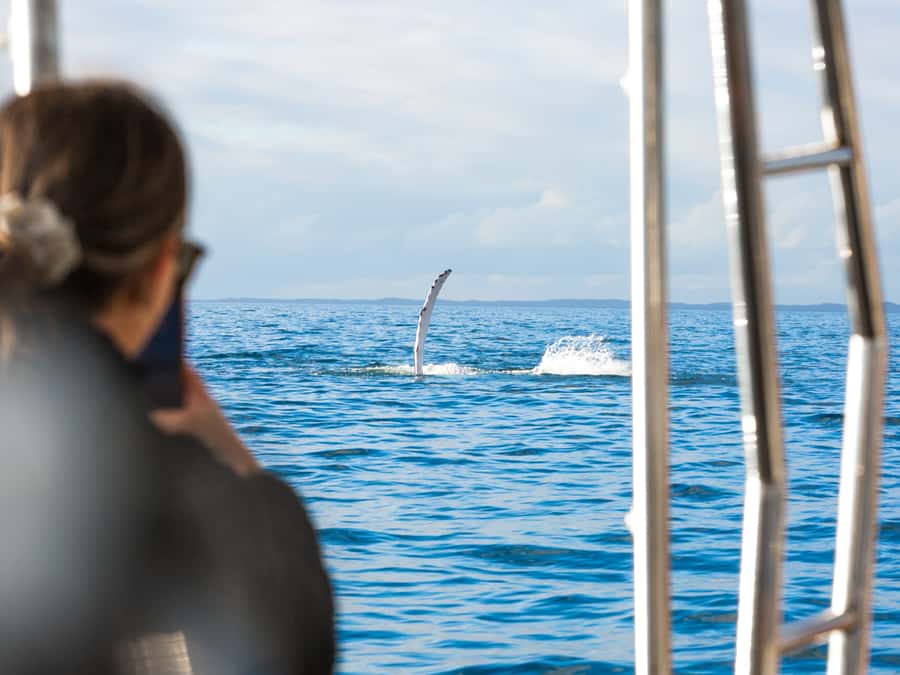 Hervey Bay: Half-Day Whale and Island Adventure by Boat - The beach stop adds more than a photo break