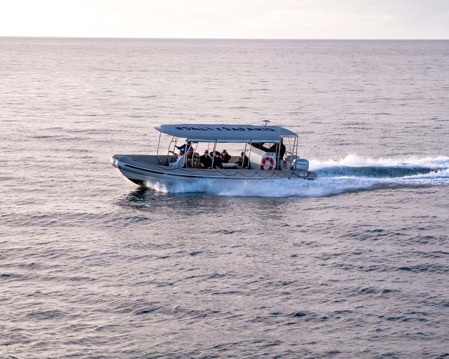 Hervey Bay: Half-Day Whale and Island Adventure by Boat - Should you book the Hervey Bay whale and island adventure?