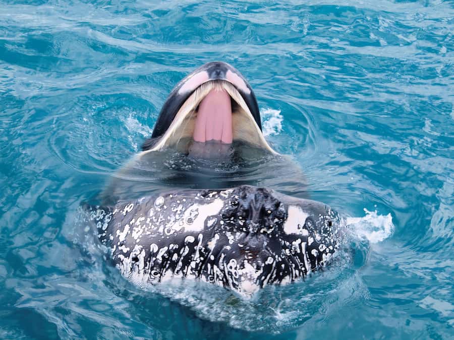 Hervey Bay: Half-Day Whale Watching Cruise - Key points at a glance