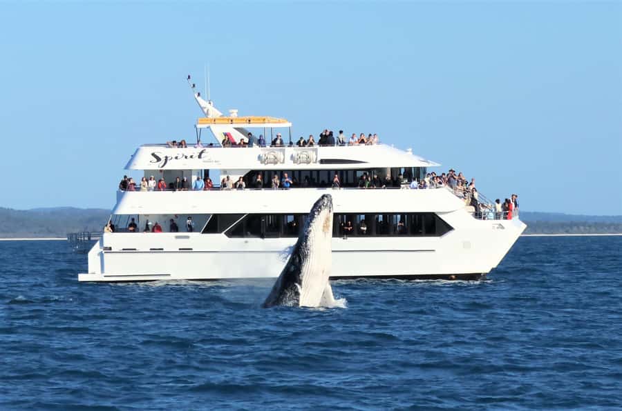 Hervey Bay: Half-Day Whale Watching Cruise - The underwater windows are the unusual feature