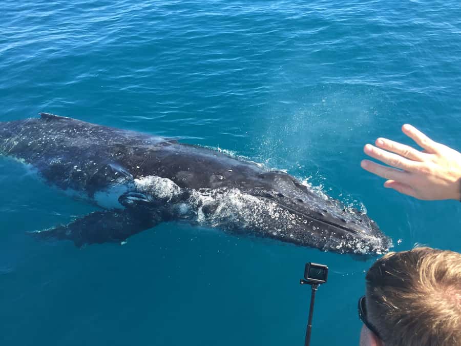 Hervey Bay: Half-Day Whale Watching Cruise - Five decks, one panoramic view