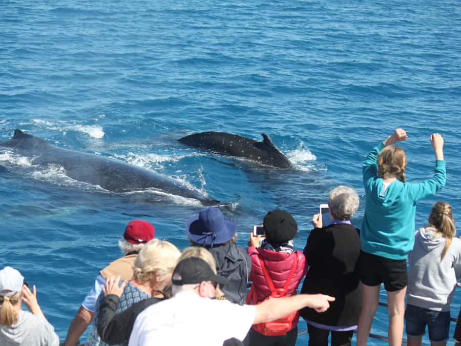 Hervey Bay: Half-Day Whale Watching Cruise - What the $109 price buys you