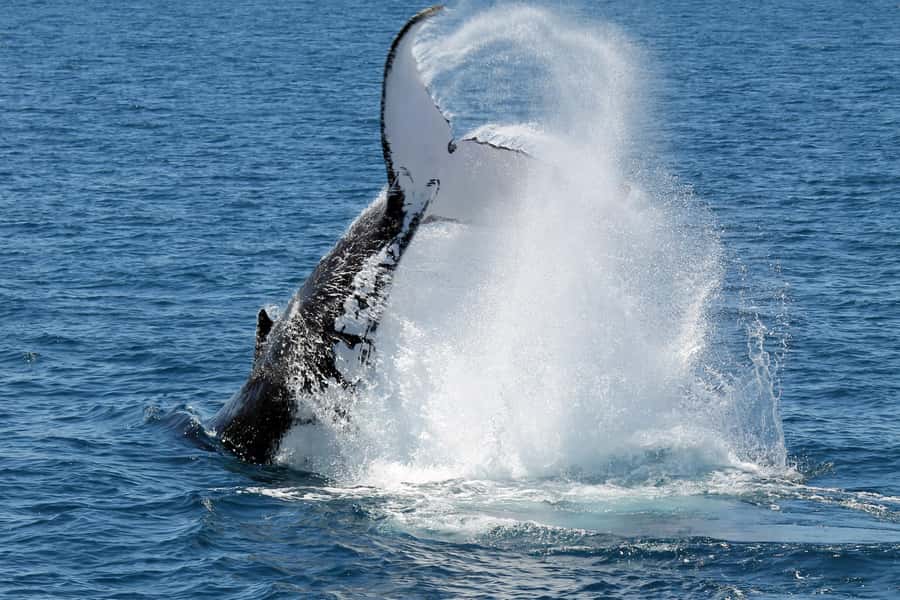 Hervey Bay: Half-Day Whale Watching Cruise - Timing, weather, and what to bring