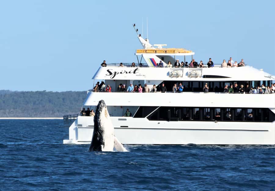 Hervey Bay: Half-Day Whale Watching Cruise - Who will enjoy Spirit of Hervey Bay most