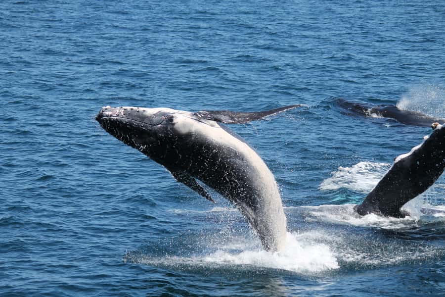 Hervey Bay: Half-Day Whale Watching Cruise - Should you book this whale cruise?