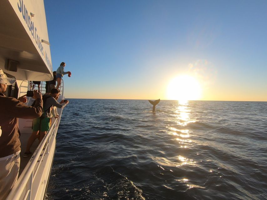 Hervey Bay: Half-Day Whale Watching Cruise with Meal - Is $113 good value for four hours?