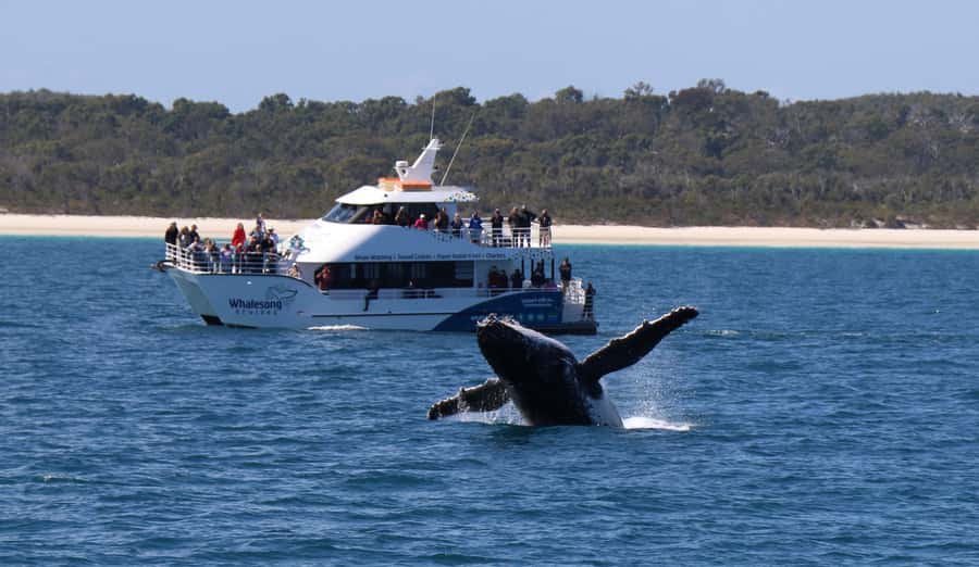 Hervey Bay: Half-Day Whale Watching Cruise with Meal - What you may see besides humpback whales