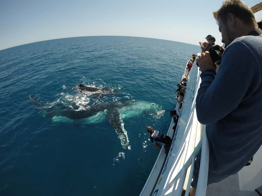 Hervey Bay: Half-Day Whale Watching Cruise with Meal - Comfort, accessibility, and the rough-sea question