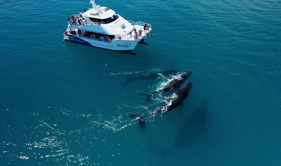 Hervey Bay: Half-Day Whale Watching Cruise with Meal - Four hours on the water, from departure to return
