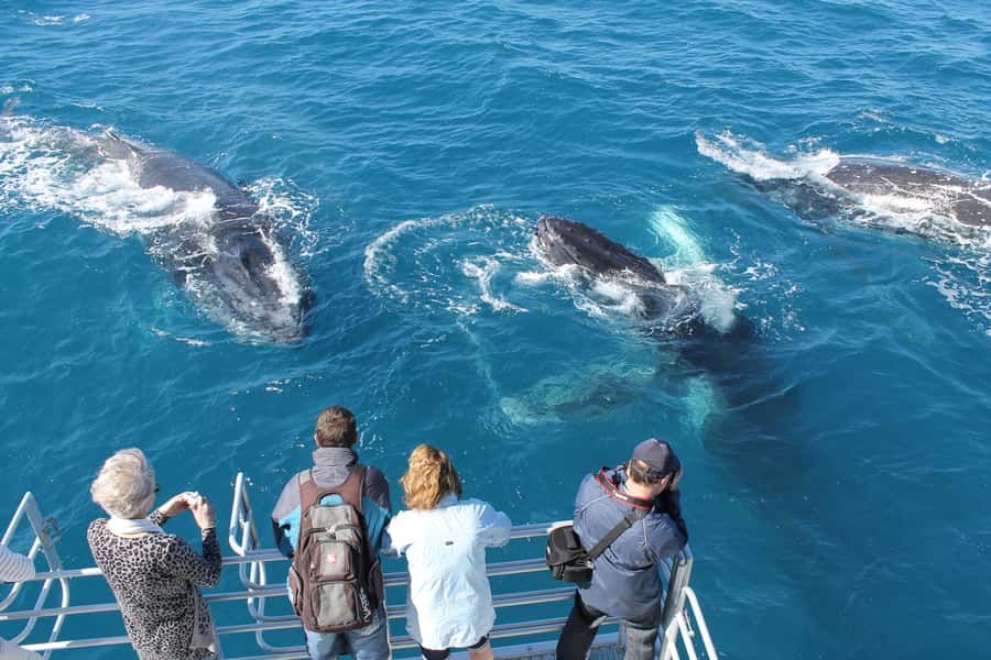 Hervey Bay: Half-Day Whale-Watching Cruise - Boarding Amaroo at the Boat Club