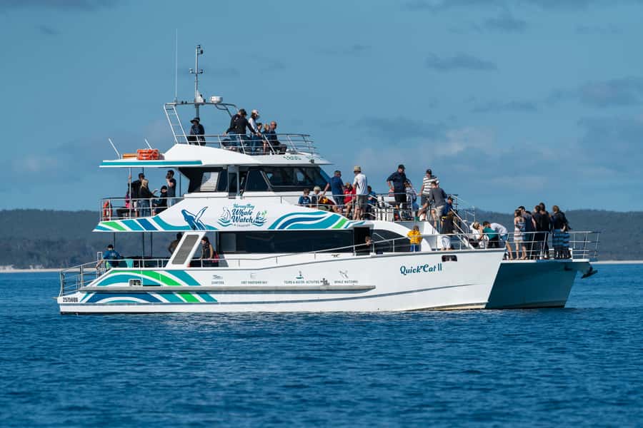 Hervey Bay: Humpback Whale-Watching Half-Day Cruise - Key points before you book