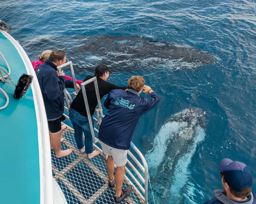 Hervey Bay: Humpback Whale-Watching Half-Day Cruise - The first hour: finding the whales