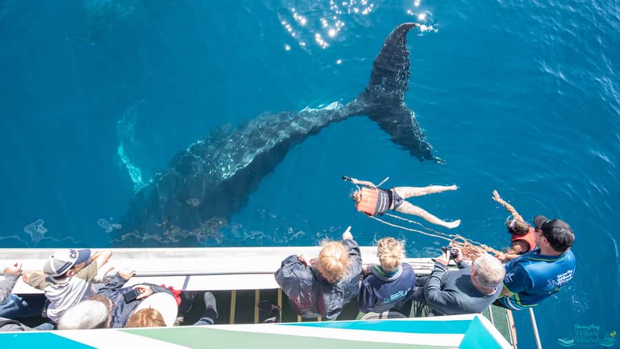 Hervey Bay: Humpback Whale-Watching Half-Day Cruise - Hearing whale song through the hydrophone