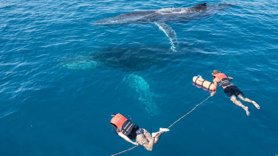 Hervey Bay: Humpback Whale-Watching Half-Day Cruise - Tea, refreshments, and the onboard bar
