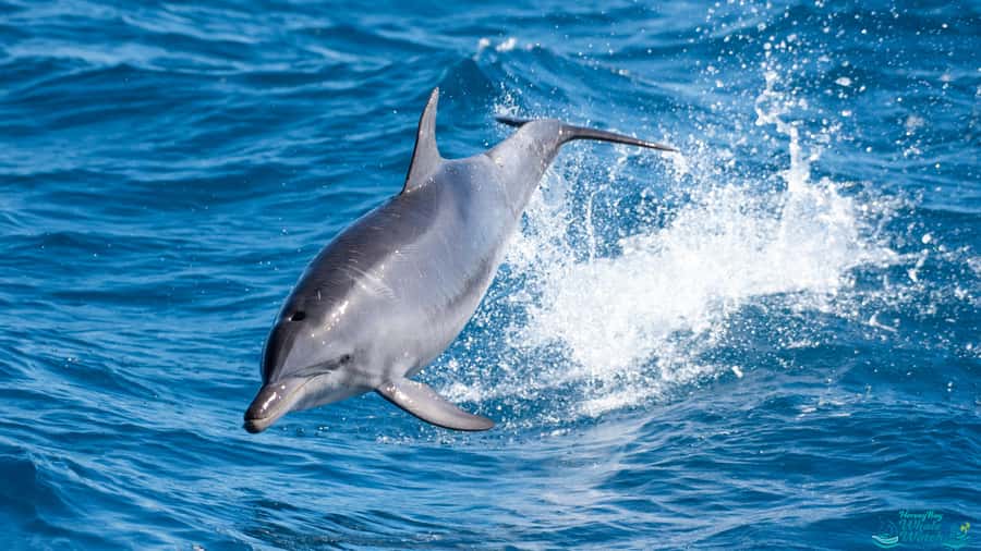 Hervey Bay: Humpback Whale-Watching Half-Day Cruise - Is $84 good value?