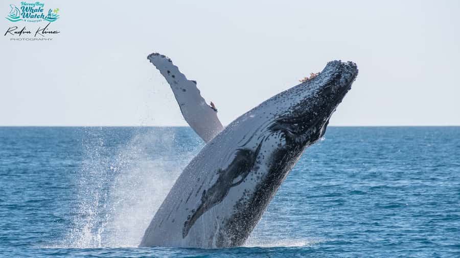 Hervey Bay: Humpback Whale-Watching Half-Day Cruise - Boarding Quick Cat II at Hervey Bay