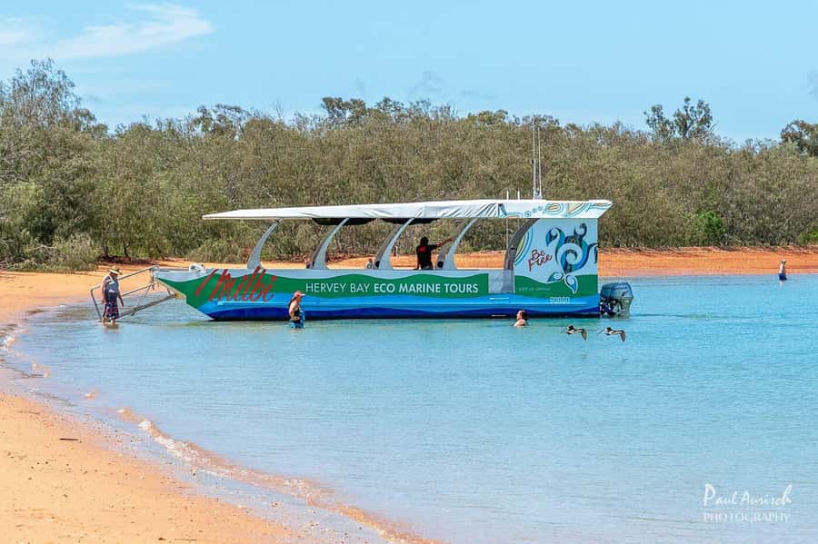 Hervey Bay: Turtle Discovery Eco Tour - Key points to know before you book