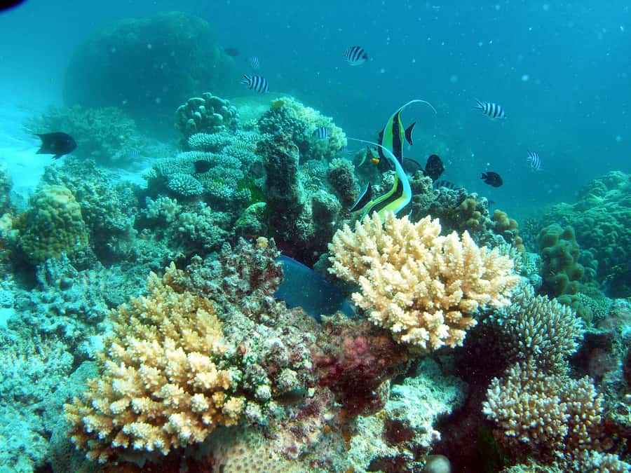 Hervey Bay: Turtle Discovery Eco Tour - The Great Sandy Strait sets the tone