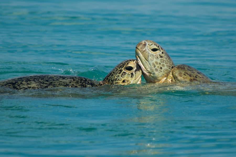 Hervey Bay: Turtle Discovery Eco Tour - Island stops at Pelican Banks, Round Island, or Big Woody Island